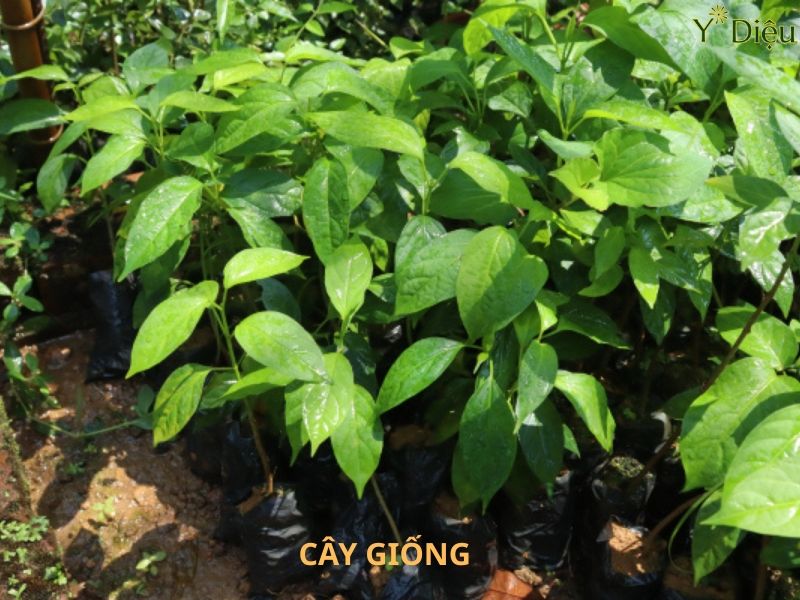 Chọn những cây thìa canh khỏe mạnh ít sâu bệnh để trồng